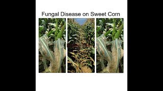 Solution to Fungal disease on your Sweetcorn screenshot 5