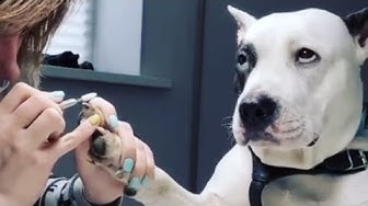 面白い動物 Youtube