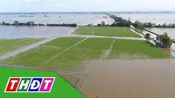 Nông dân Đồng Tháp làm lúa mùa - cá chuẩn bị thu hoạch | THDT