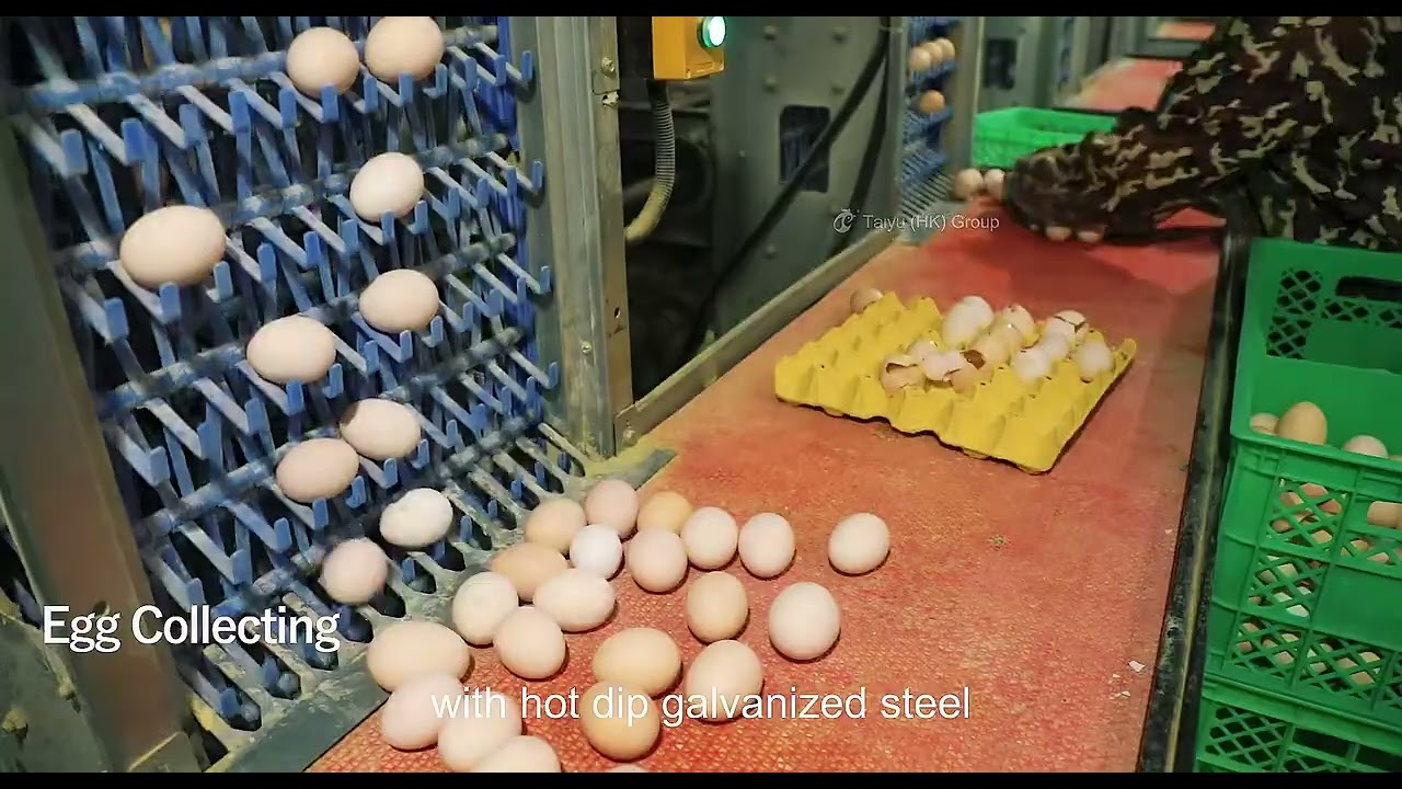 Complete Poultry Farm Setup | Feed Milling | H Type Layer Battery Cages | Egg Production Equipment
