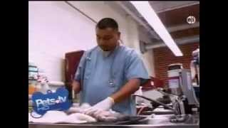 FixNation - Pets TV Segment 1 by FixNationClinic 950 views 11 years ago 7 minutes, 7 seconds