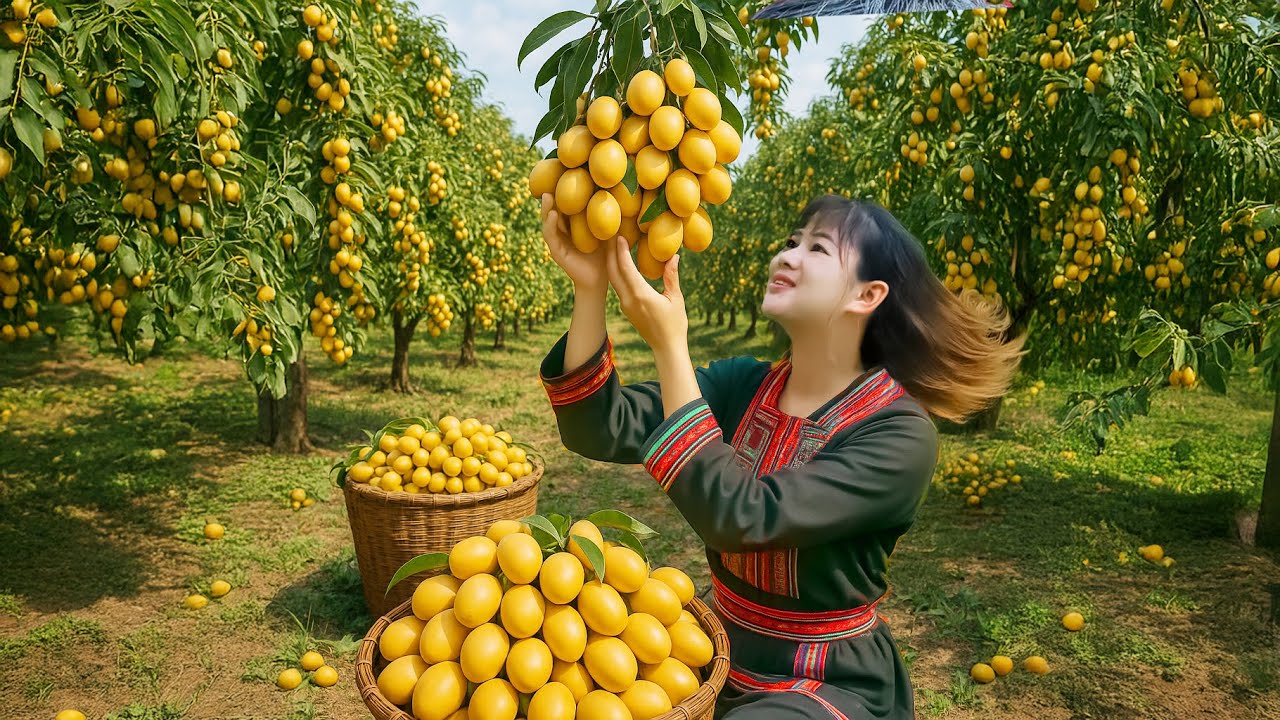 Harvesting Lots of Big Mango Plum on Mountain Goes to Market Sell | Farm Life | Phương New Bushcraft