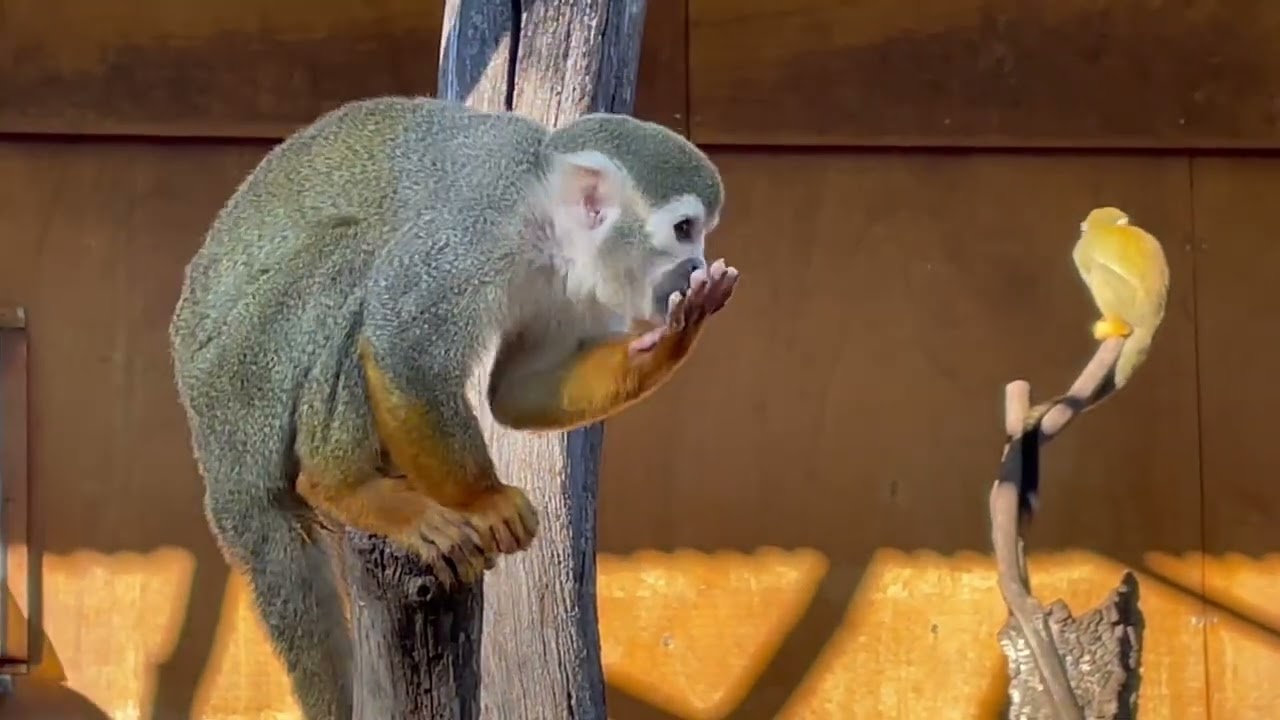 17 singes rarissimes volés dans un zoo