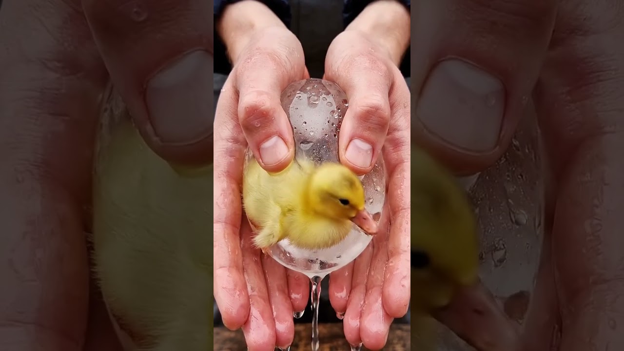 Saving a Frozen Duckling: The Yellow Fluff🦆❄️ 