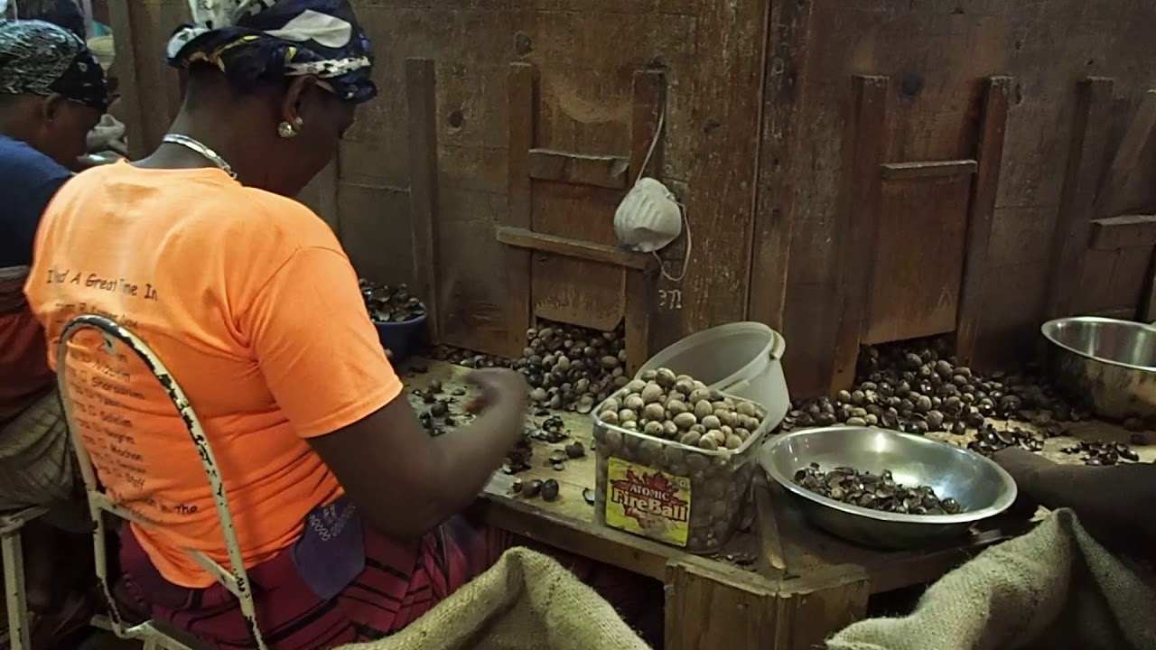 Nutmeg Processing in Grenada YouTube