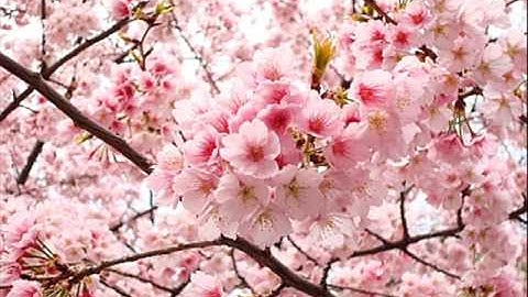 93- سورة الضحى للشيخ محمد حسان Surat Ad-Dhuha of Sheikh Mohammed Hassan