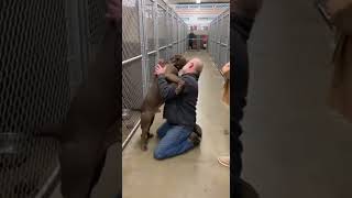 Celebrity Giant Pitbull Screams With Joy When Old Man Says “I Adopted You” Profile
