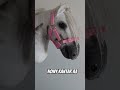 new #hobbyhorsepoland #hobbyhorse #hobbyhorsing #hobbyhorses #viralvideo #hobbyhorsetack #horse
