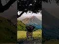 Zindagi Jiyoo 🫶🏼 Hindi Story Status VN Template | Trending Hindi VN Code on Life 💌 #vncode