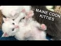 White Maine Coon Kitten Just Crawl and Hang Out