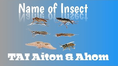 Learn Tai Ai || Aiton ||Name of Insect.
