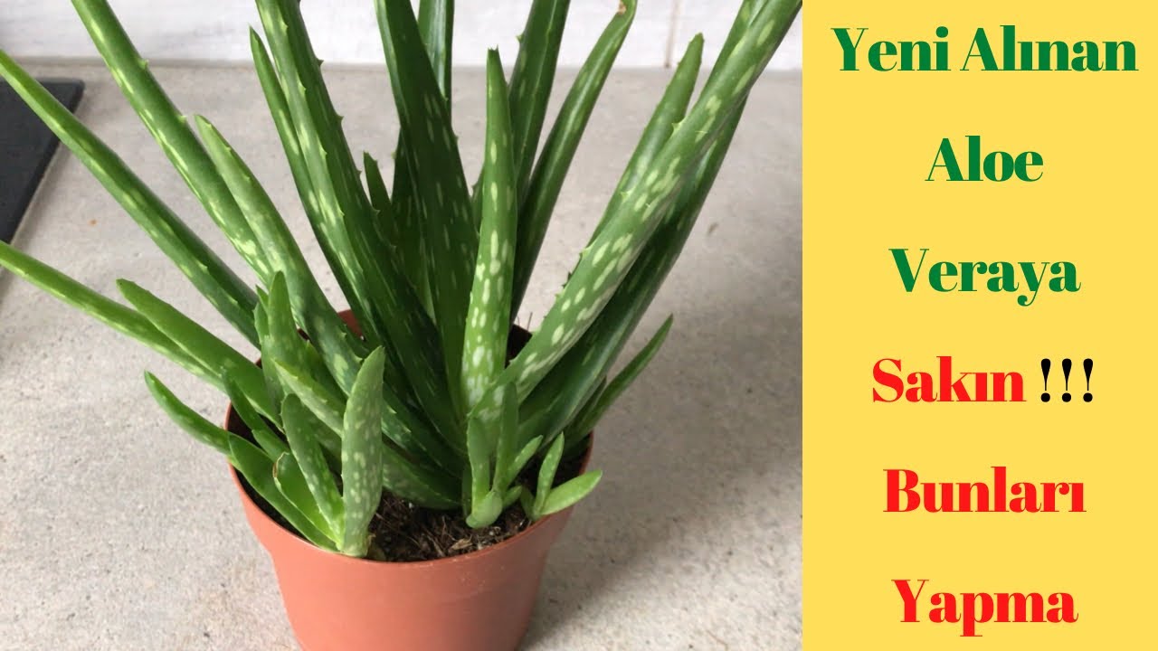 purer aloe vera saft Bio Aloe Vera Saft main image 0
