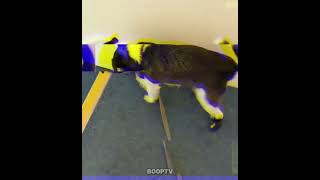 These Dogs WORE SHOES For The First Time 😂🐶 #shorts #dog