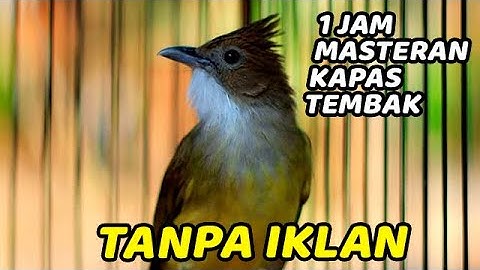 KONSLETTTTTTT❗️SUARA BURUNG KAPAS TEMBAK KATEM GACOR DOR GURU VOCAL TERBAIK 2024
