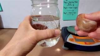 Egg Osmosis Lab Day 2