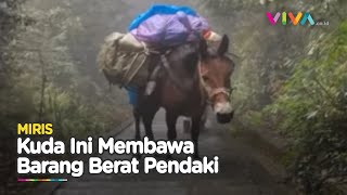 BIADAB! Kuda Sempoyongan Gegara Angkut Barang Pendaki