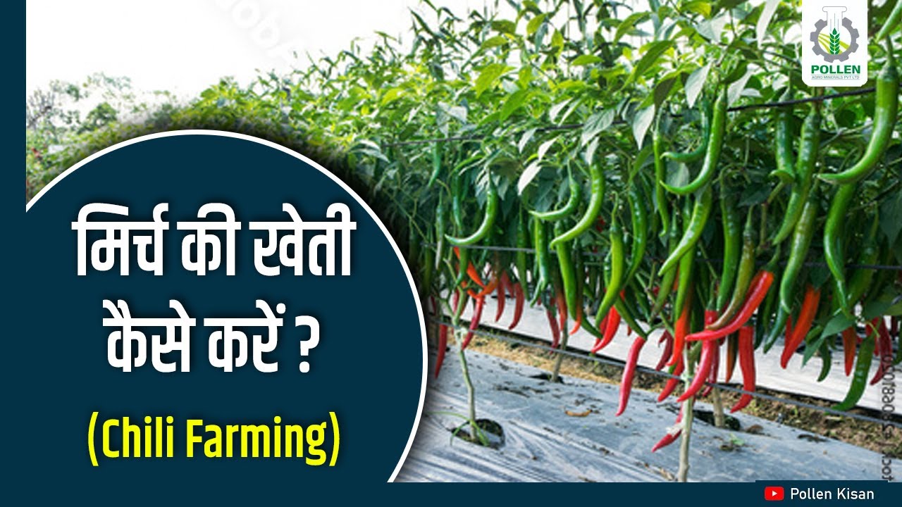 Chili Farming | मिर्च की खेती की संपूर्ण जानकारी | Pollen Kisan
