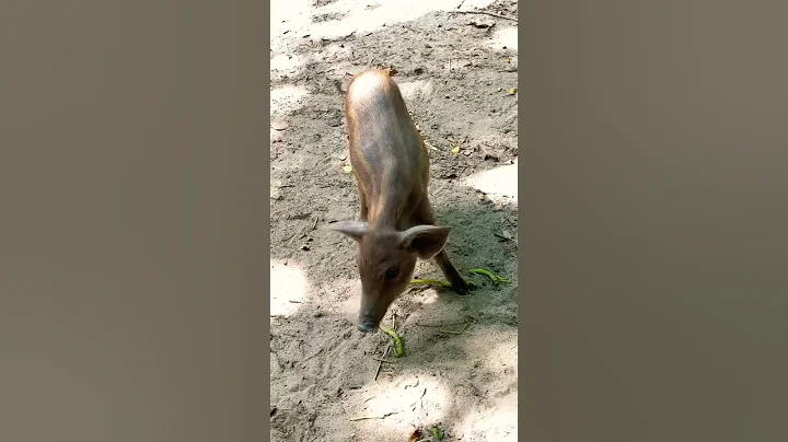 Lovely baby wild Boar - Boar animal #shorts #wild #boar #animals