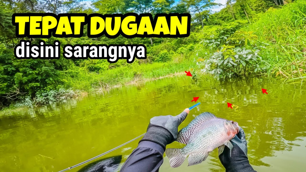 TEPAT DUGAANKU‼️ POHON TENGGELAM INI ADALAH SARANGNYA || mancing ikan nila di waduk pacal
