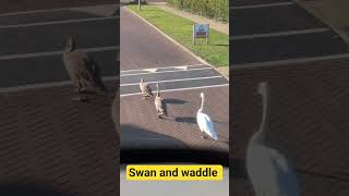 When wildlife delays your bus! #swan #bus #trafficjam