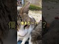 猫島で座ったらあっという間に野良猫に取り囲まれる #shorts