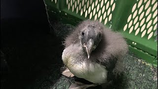 Blijdorp Vangt 79 Bedreigde Vogeleieren Op