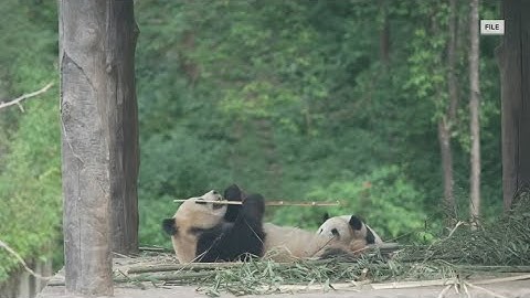 Giant pandas return to the Smithsonian National Zoo in Washington D.C.
