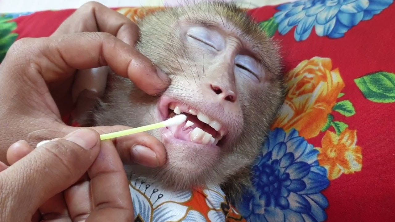 MG! Monkey Koko releasing old teeth, Mom help to take out /Koko&Yoko official