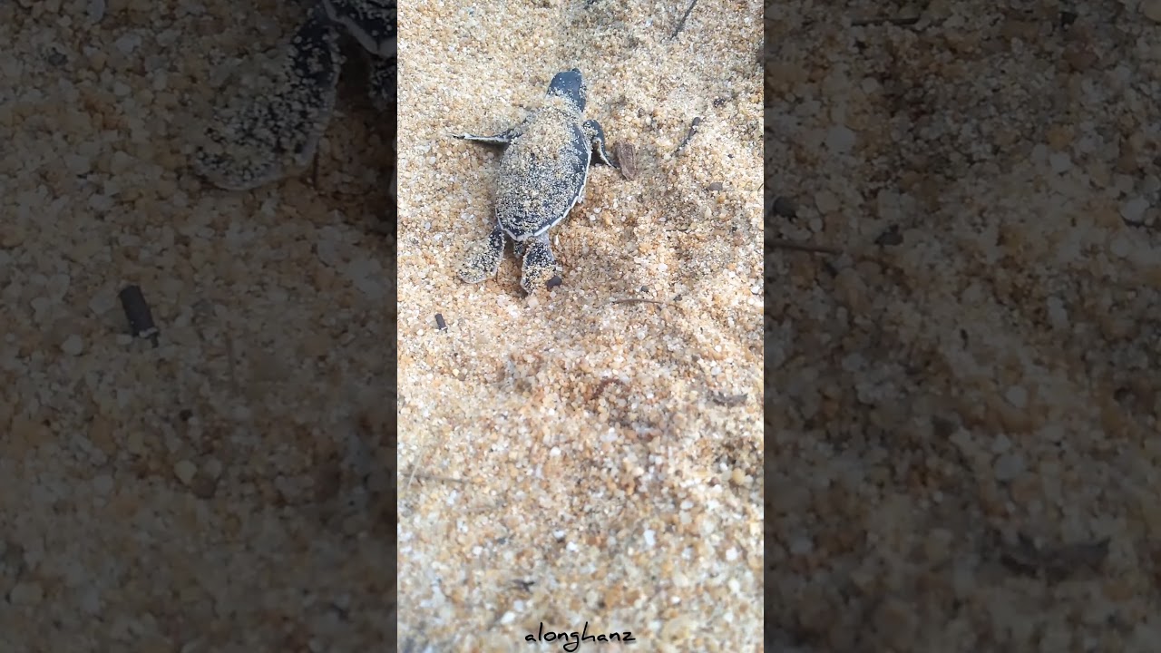 Baby Turtle Hatching / Emergence