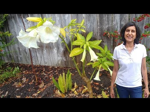 Видео: Зимуване Brugmansia във вашия дом: Brugmansia Winter Care