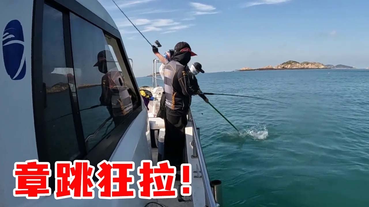 Сегодня Ajie снова привел рыбака в рыбное гнездо, но он также столкнулся с группой Gangjiao.