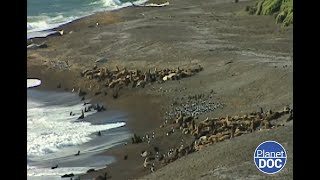 Refugio único para la fauna salvaje de Sudamérica; así es la Península Valdés (DOCUMENTAL COMPLETO)