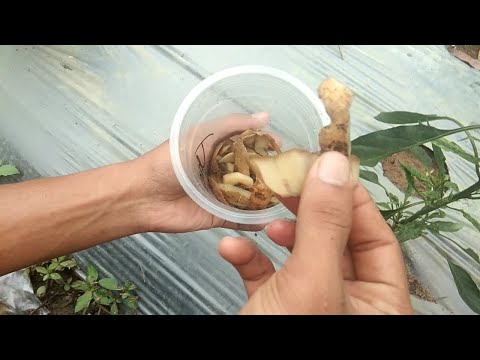 Video: Pengupas Kentang Sebagai Baja Tanaman: Bagaimana Anda Dapat Menyuburkan Tanaman Di Kebun Anda Dengan Kulit Kentang?