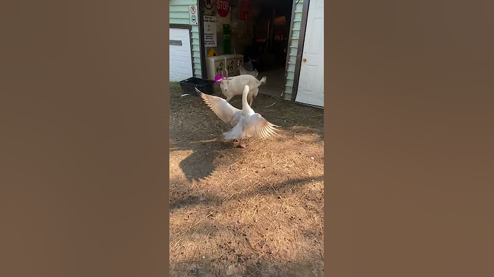 Goats VS Geese. (LIKE & SUBSCRIBE TO SEE MORE!)