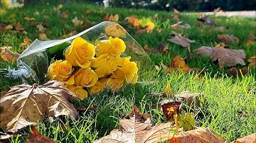 فيروز الصباح مع جمال الخريف🍁🍂السويد