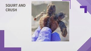 Two headed sea turtle found in Hilton Head