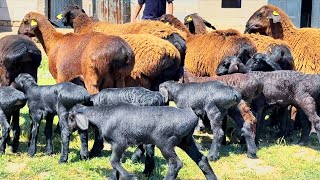 ЭГИЗЧИ ВА САРИҚ РАНГЛИ ХИСОРИ ҚЎЙЛАРИ