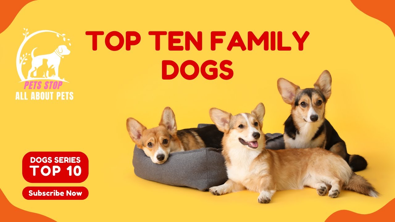 Top ten family dog breeds in the world.Top ten loving dogs in the world