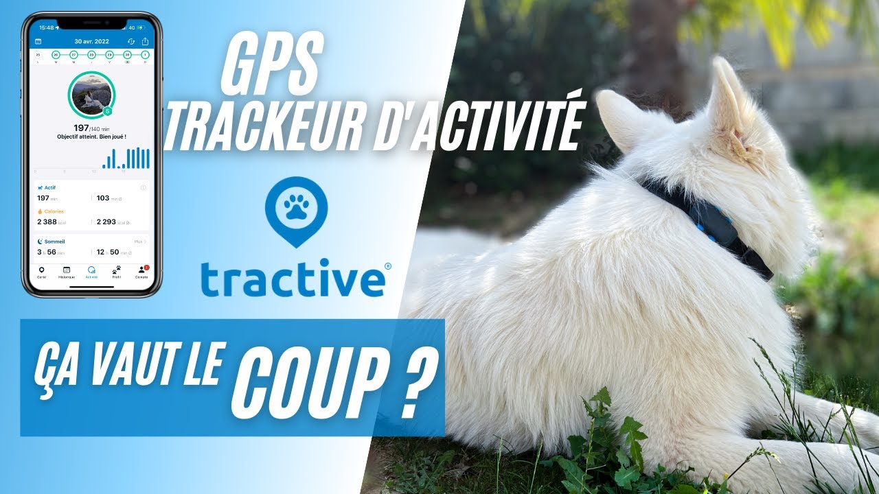 TOP 5 des Meilleurs Colliers GPS pour Chat en [current_date format=Y]