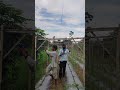 The process of tying ropes in the garden -Agriculture farming #shorts