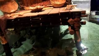 47 Rays Rhinecanthus Aculeatus Diodon Holocanthus Hagenbeck Hamburg 2017