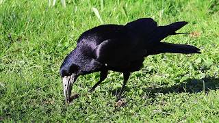A Rook And A Jackdaw Eating, Up Close