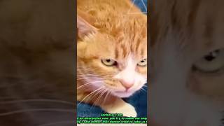 The funniest animals / Fun with cats and dogs 2023 funnyvideo funnycute cats catlaughs funny