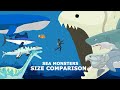 Sea monsters size comparison  monster animation