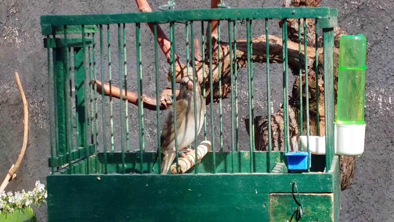 Καρδερινοκάναρο Silver Κελάηδισμα - Silver Mule (Goldfinch X Canary) Song