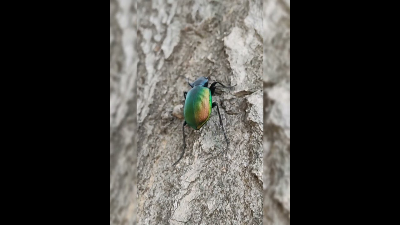 Beautiful beetle ,in the mountains of Kyrgyzstan / Жук красотел , в горах Кыргызстана