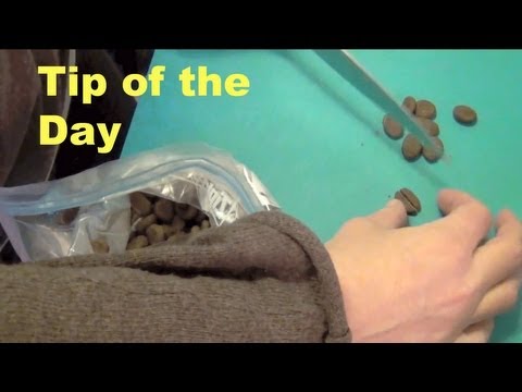 how-to-use-kibble-as-treats-for-dog-training