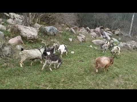 Видео: Моё Хозяйство/Весенний Выпас/Детёныши/Звери Едят Траву/#goat #goats #farmer