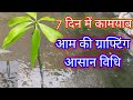 सीखें आम की कलम बांधने का आसान तरीका! Mango plant V grafting Technique