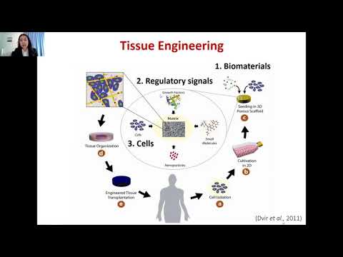 Nerve Guides as Nerve Tissue Engineering Biomaterials